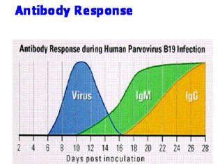 AntyBody Respone