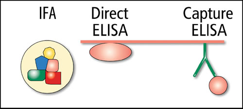IFA ELISA